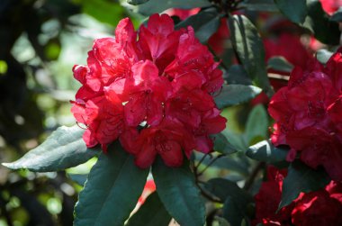 Blooming Red Rhododendron bir bahçede, Letonya
