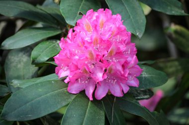 Blooming Red Rhododendron bir bahçede, Letonya