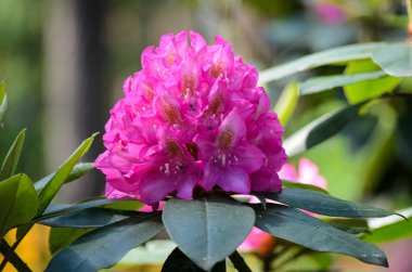 Blooming Red Rhododendron bir bahçede, Letonya