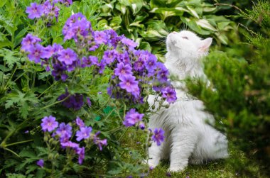 Mavi Sardunya ile bir bahçede beyaz kedi 