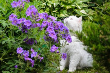 Mavi Sardunya ile bir bahçede beyaz kedi 