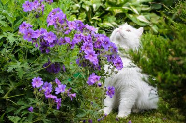Mavi Sardunya ile bir bahçede beyaz kedi 