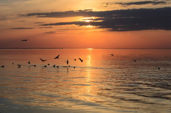 Gaivotas voando e flutuando na costa do mar báltico ao sol — Fotografia de Stock