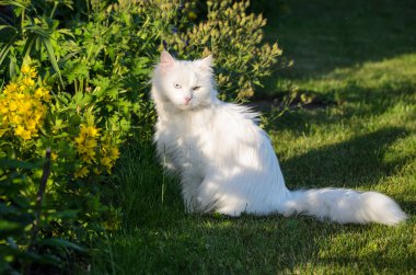 Mavi Sardunya ile bir bahçede beyaz kedi 