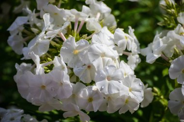 Çiçek açan beyaz Phlox çiçekler