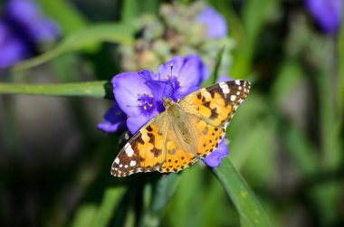 Çiçek açan mavi çiçeğin üzerine bir kelebek