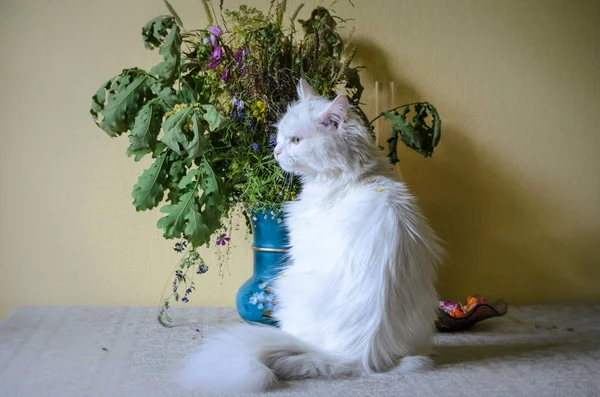Μπουκέτο λουλούδια χωράφι σε ένα τραπέζι με γλυκά και λευκή γάτα — Φωτογραφία Αρχείου