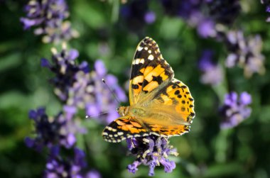 Bir bahçede Lavandula (lavanta) üzerinde bir kelebek