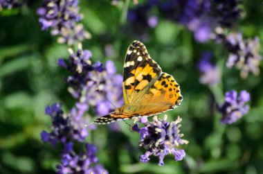 Bir bahçede Lavandula (lavanta) üzerinde bir kelebek