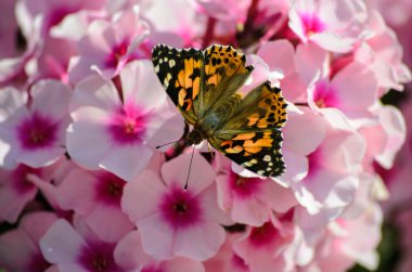 Çiçek açan pembe Phlox üzerinde bir kelebek 