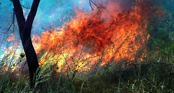 Incendie Flamme Dévorante Feu Forêt — Photo