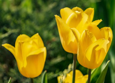 Güneşli bir günde sarı laleler. Kapatın.
