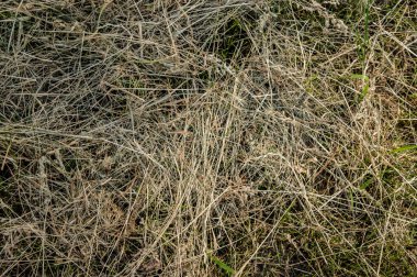 Kuru organik ot dokusunu kapat.