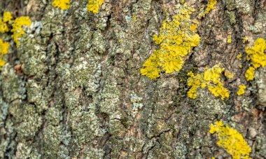Esnek yakın plan ağaç kabuğu dokusu