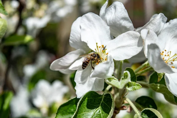 Arı, elma çiçeklerinde nektar toplar. Kapatın.