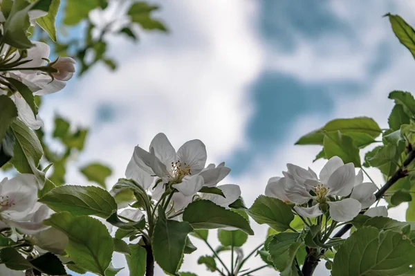 Ветви Цветущей Яблони Против Неба Солнечный День — стоковое фото