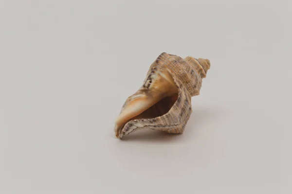 Muschel Auf Weißem Hintergrund Nahaufnahme — Stockfoto