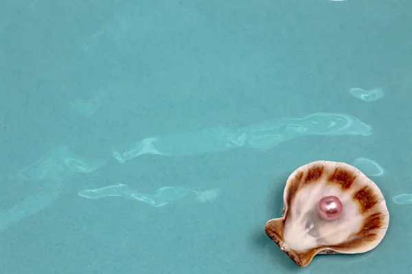 Sea Shells Pink Pearl Dream Decoration — Stock Photo, Image