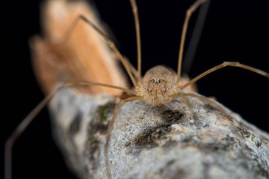 Opillion ağacının dalını üzerinde