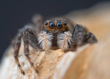 Atlama örümcek görünümünü