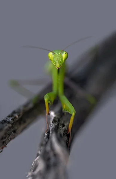 Kudlanka Nábožná Větvi Stromu — Stock fotografie