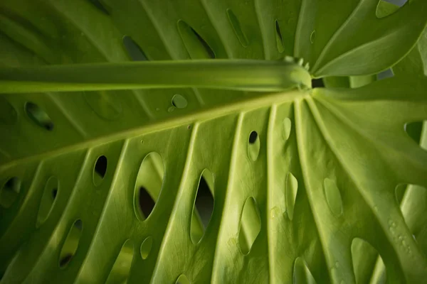 The giant leaf of the Monstera deliciosa