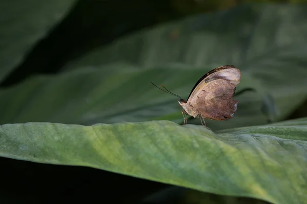 Mariposa Hoja Gigante — Foto de Stock