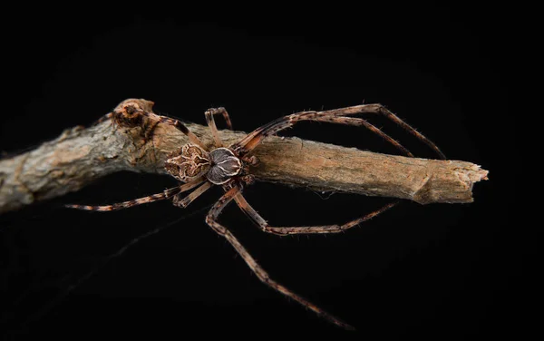 Λοφιοφόρη Αράχνη Για Κλαδί Δέντρου — Φωτογραφία Αρχείου