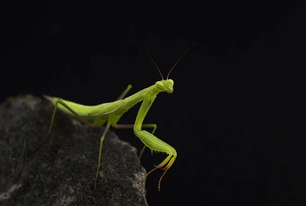 Zblízka Kudlanka Nábožná — Stock fotografie