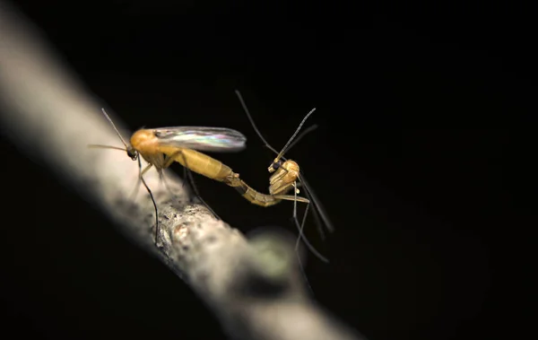 一般的な蚊 アカイエカ — ストック写真