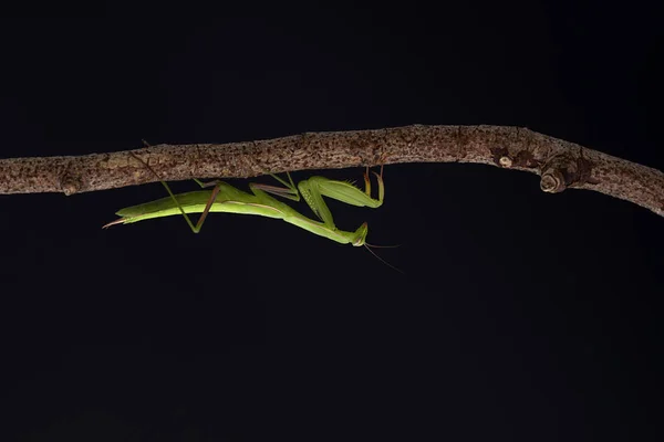 Praying Mantis on the branch with a black background