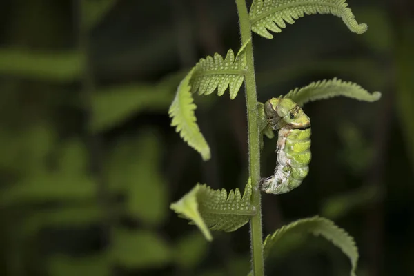 Caterpillar Papilio Troilus — Stock Fotó