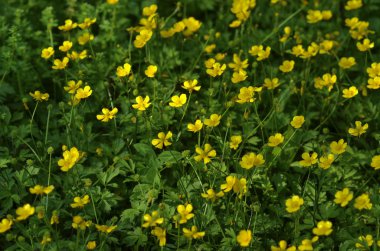 Cinquefoglia sul prato. Potentilla.