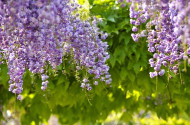 Wisteria bahçede. Glicino.