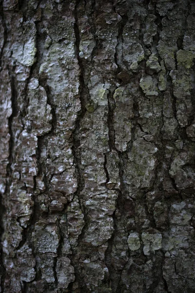 Trunk Beech Bark — Stock Photo, Image