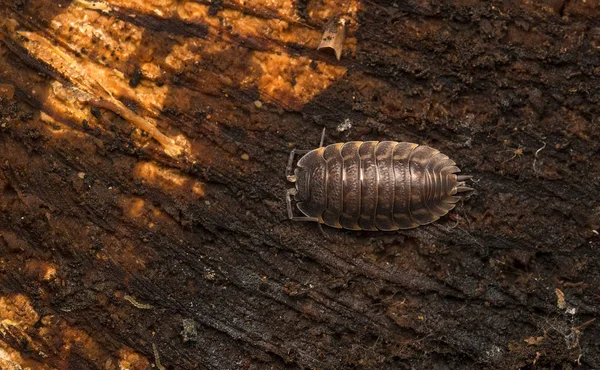 Armadillidium Vulgare Píldora Insecto Insecto Patata Píldora Woodlouse Roly Poly Fotos de stock libres de derechos