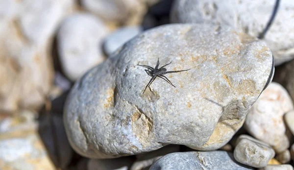 Araña Pescadora Oscura Piedra Del Río — Foto de Stock