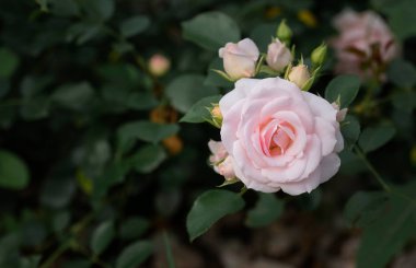 Rosa - Julia Rönesans bahçede