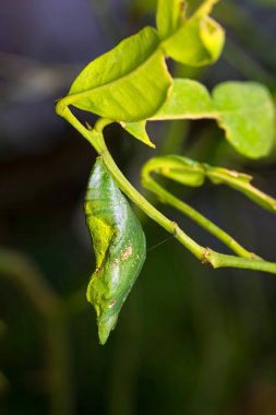 Bir kelebeğin başkalaşımı. Chrysalis.