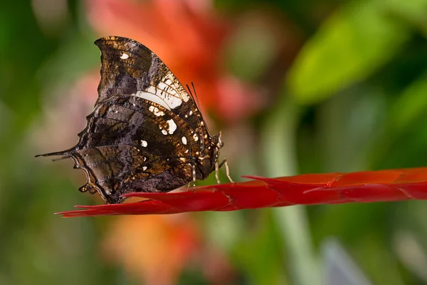 Метелик Тропічному Парку — стокове фото