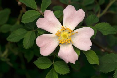 Rosa Canina bahçede