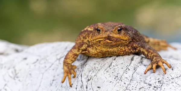 大きなヒキガエルは川の近くの岩にかかっている — ストック写真