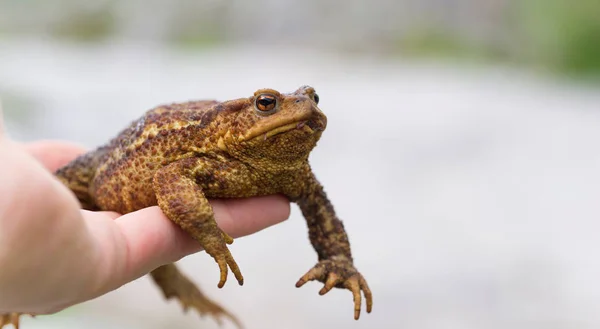 The man is holding a large toad in his hand