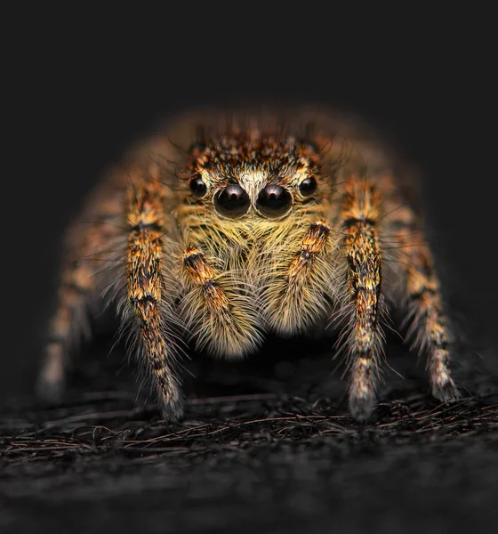 Salticidae Spider Pequeña Araña Mirando Cámara — Foto de Stock