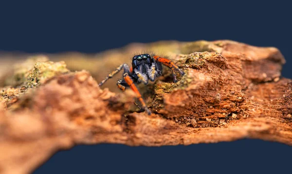 Filaeus Chrysops Salticidae Malý Pavouk Díval Kameru — Stock fotografie