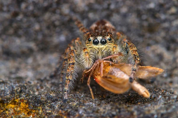 Spider Salticidae Kořistí — Stock fotografie