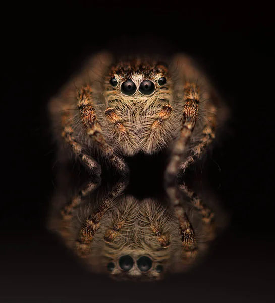 Pequena Aranha Saltitante Salticidae — Fotografia de Stock