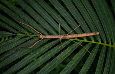 Bitki / Bacillus üzerinde sopa böcek