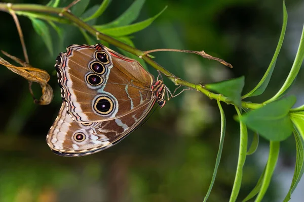 Mariposa Planta Morpho Peleides — Foto de Stock