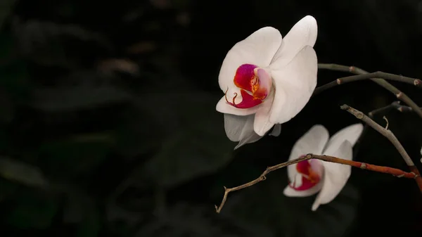 Белая Орхидея Тёмном Фоне Орхидные — стоковое фото